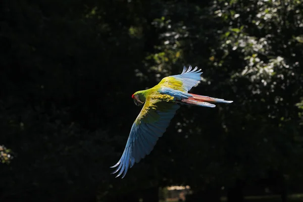 Military Macaw Ara Militaris Adult Flight — стоковое фото