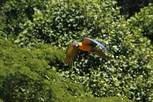 Mavi Sarı Macaw Ara Ararauna Yetişkin Uçuyor — Stok fotoğraf