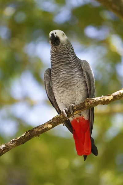 非洲灰鹦鹉 金雀花 成虫站在树枝上 — 图库照片