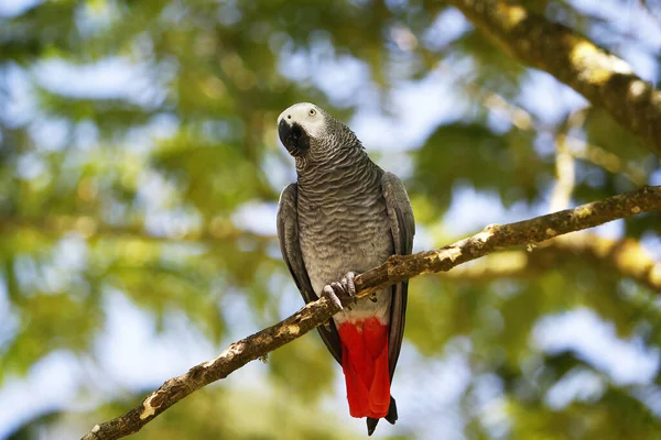 African Grey Parrot Psittacus Erithacus Adult Standing Branch — Stock Photo, Image