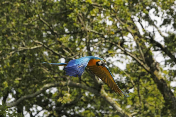 Blue Yellow Macaw Ara Ararauna Adult Flight — Stock Photo, Image