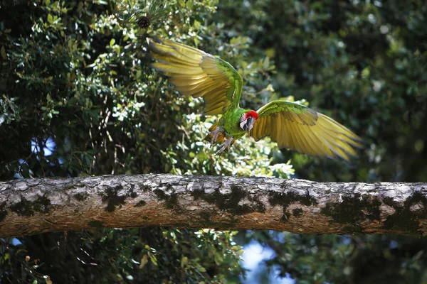 Militaire Macaw Ara Militaris Adulte Fuite — Photo