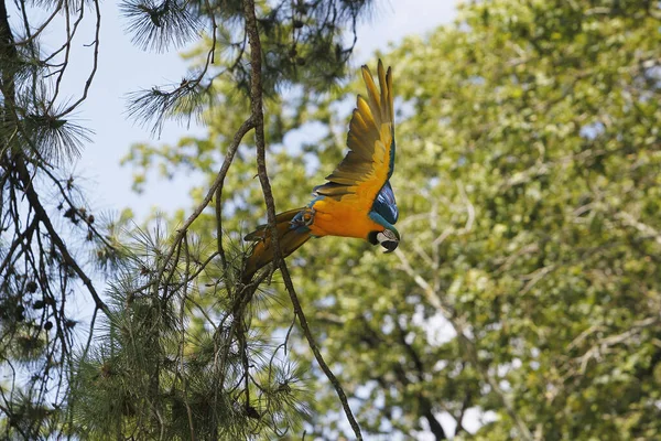 Mavi ve Sarı Macaw, ara ararauna, Yetişkin Uçuyor