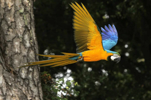 Blue Yellow Macaw Ara Arauna Volwassene Vlucht — Stockfoto