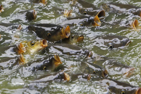 Common Carp Cyprinus Carpio Group Open Mouth Asking Food — Stock Photo, Image