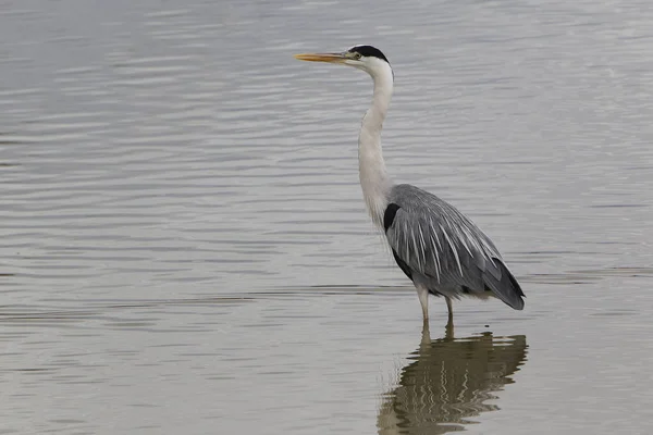 Grey Heron Ardea Cinerea Adult Standing Water Camargue South France — Stock Photo, Image