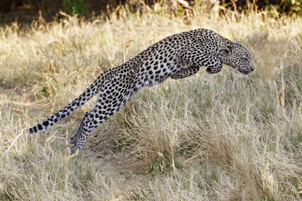 Leopard Panthera Pardus Cub Skok Moremi Reserve Okavango Delta Botswanie — Zdjęcie stockowe