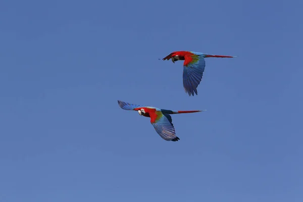 Röd Och Grön Macaw Ara Chloroptera Par Flight — Stockfoto