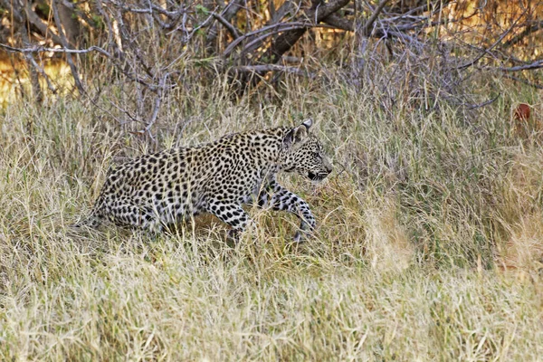 Leopard Panthera Pardus Cub Moremi Reserve Okavango Delta Botswana — Stock Photo, Image