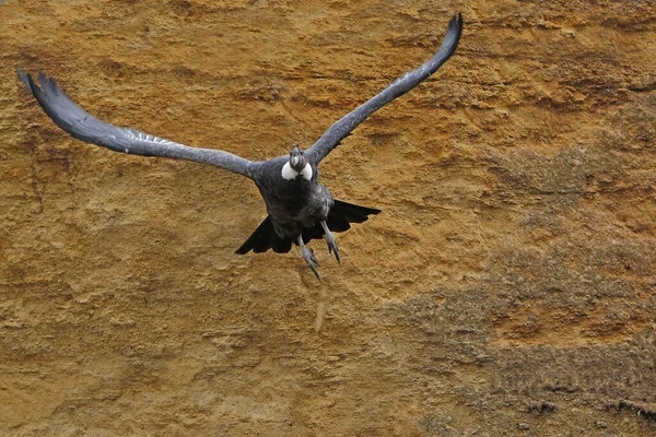 Cóndor Andino Vultur Gryphus Hembra Vuelo — Foto de Stock