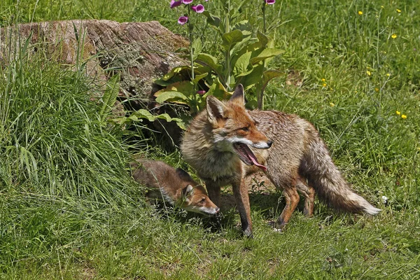 Red Fox Vulpes Vulpes Mother Pup Normandy Франції — стокове фото