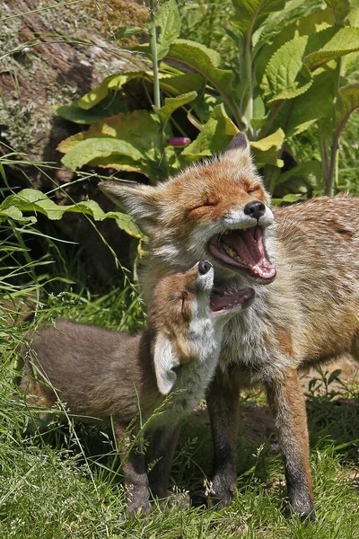 Raposa Vermelha Vulpes Vulpes Mãe Filhote Tocando Normandia França — Fotografia de Stock