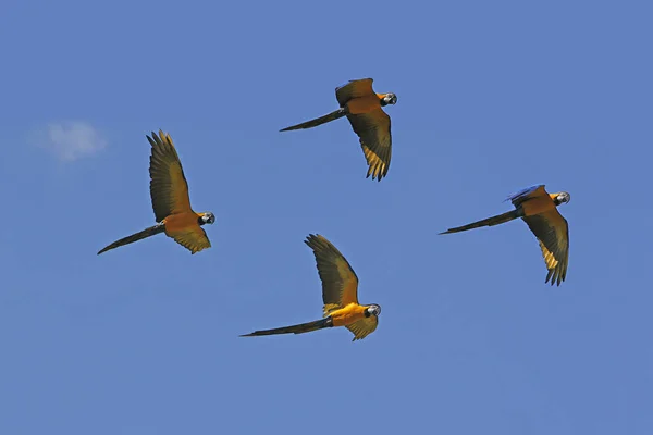 Blue Yellow Macaw Ara Ararauna Grupp Flyg — Stockfoto