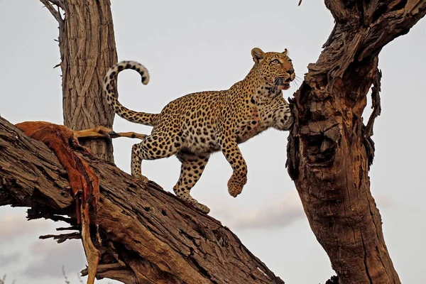 Leopard Panthera Pardus Adult Standing Tree Kill Moremi Reserve Okavango — Stock Photo, Image