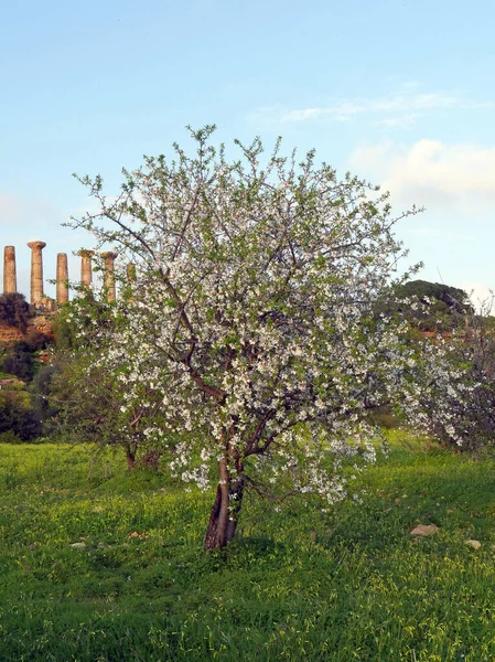 Almendro Prunus Dulcis Templo Hércules Tempio Ercole Agrigento Valle Del — Foto de Stock