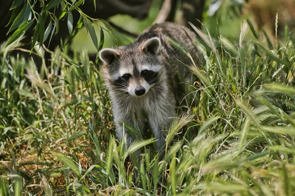 Raccoon Procyon Lotor Adult Standing Long Grass — Stock Photo, Image
