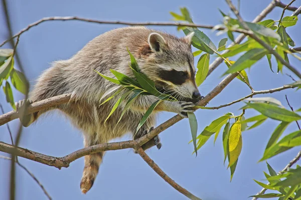 Raccoon Procyon Lotor Adult Perched Branch — Stock Photo, Image