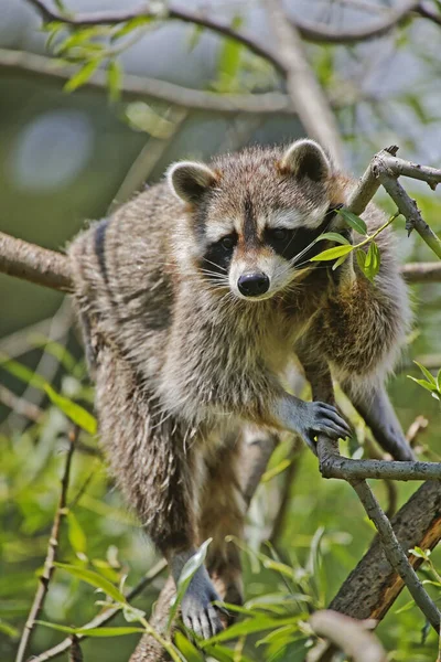 Raccoon Procyon Lotor Adult Perched Branch — Stock Photo, Image