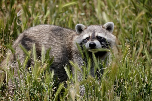 Raccoon Procyon Lotor Adult Standing Long Grass — Stock Photo, Image