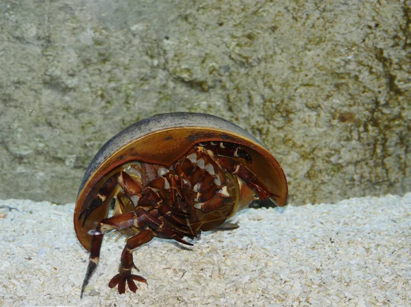大西洋馬蹄形カニ ポリフェムス — ストック写真