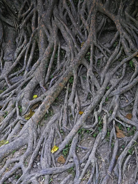 Vietnam Hanoi Van Mieu Temple Dedicated Confusius Build 1070 Roots — Stock Photo, Image