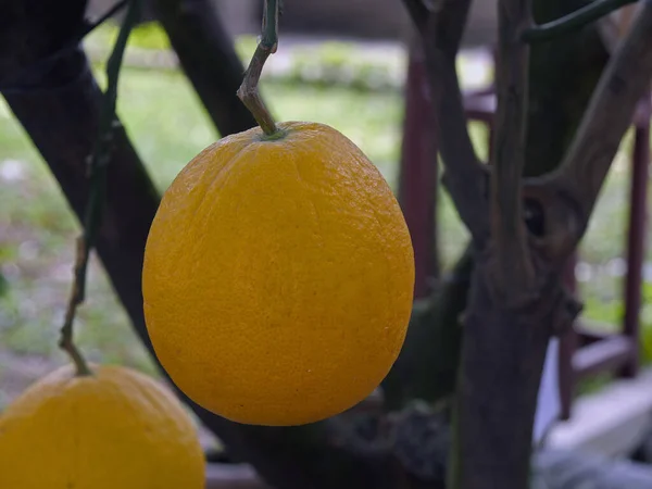Grapefruit Citrus Grandis Hanoi Vietnam — Stock Photo, Image