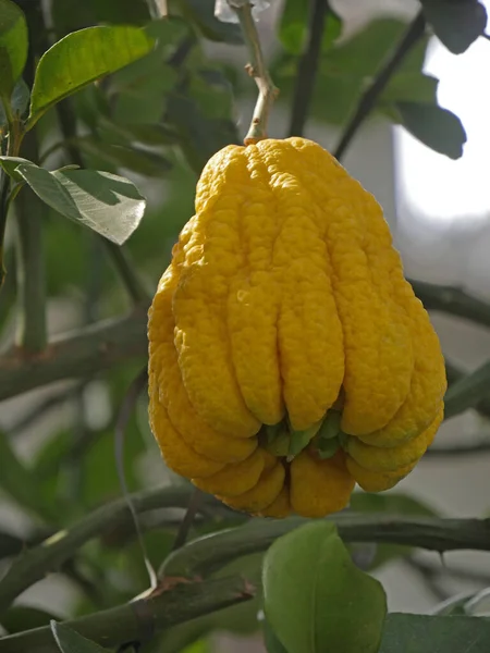 Buddha Hand Citrus Medica Sarcodactylis Fingered Citron Unusually Shaped Citron — Stock Photo, Image