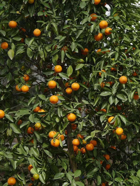 Kumquat Fortunella Margarita Hanoi Vietnam — Stock Photo, Image