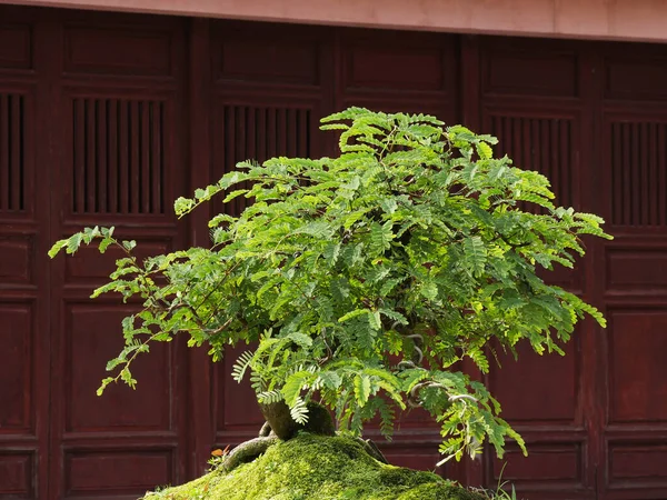 stock image Vietnam, Thua Thien Hue Province, Hue City, listed at World Heritage site by Unesco, Bonsai at Forbidden City or Purple City in the Heart of Imperial City