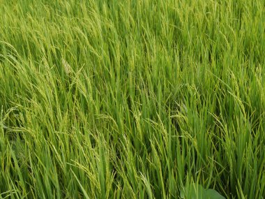 Rice Field, Kamboçya 'daki Seam Reap Eyaleti