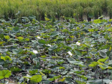 Kutsal Lotus, Nelumbo Nucifera, Seam Reap Eyaleti, Kamboçya