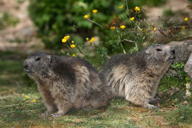 Alpine Marmot, marmota marmota, Adult standing on Grass, Alps in South East of France