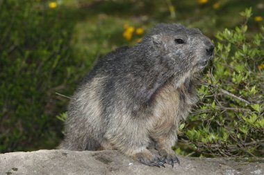 Alpine Marmot, marmota marmota, Fransa 'nın güneydoğusunda Alp Dağları' nda dikilen yetişkin.