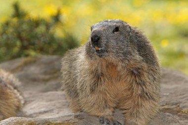 Alpine Marmot, marmota marmota, Fransa 'nın güneydoğusunda Alp Dağları' nda dikilen yetişkin.