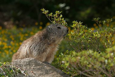 Alpine Marmot, marmota marmota, Fransa 'nın güneydoğusunda Alp Dağları' nda dikilen yetişkin.