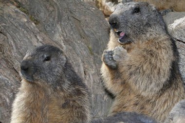 Alpine Marmot, marmota marmota, Fransa 'nın güneydoğusunda Alp Dağları' nda ayakta duran yetişkinler.