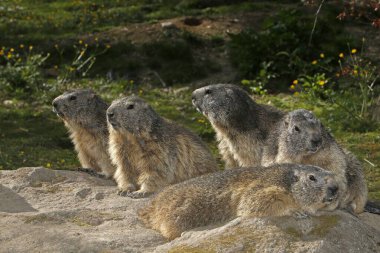 Alpine Marmot, marmota marmota, Fransa 'nın güneydoğusunda Alp Dağları' nda ayakta duran yetişkinler.