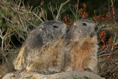 Alpine Marmot, marmota marmota, Fransa 'nın güneydoğusunda Alp Dağları' nda ayakta duran yetişkinler.