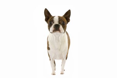 Boston Teriyer Köpeğine karşı Beyaz Arkaplan