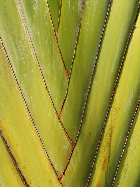 stock image Vietnam, Quang Nam Province, Hoi An City, Traveller's palm tree, ravenala madagascariensis