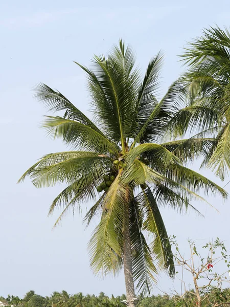 Vietnam Quang Nam Province Hoi City Coconut Tree — Stock Photo, Image