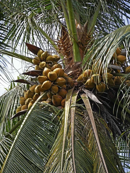 湄公河三角洲 椰子树与水果 椰子树 — 图库照片