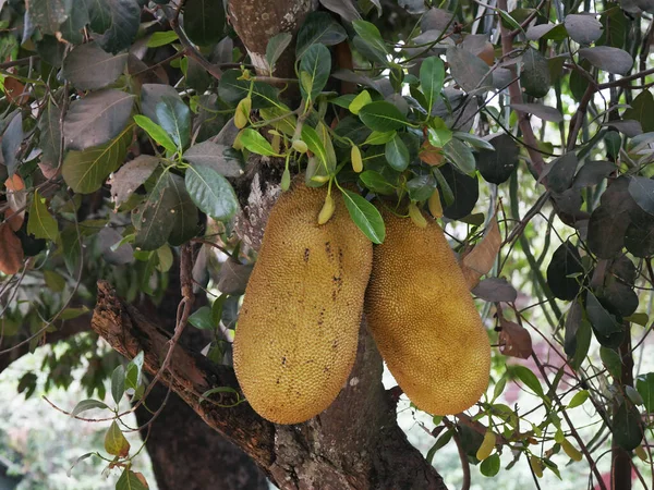 Jackfruit Tree Artocarpus Heterophyllus Cambodia — 图库照片