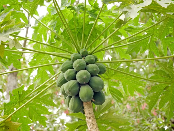Pawpaw Papaya Carica Papaya 캄보디아 — 스톡 사진