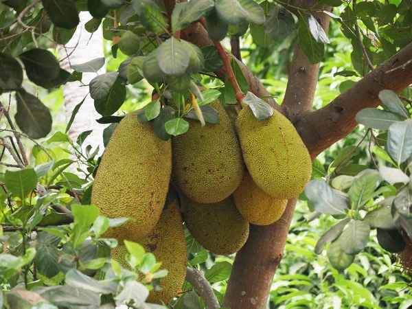 Jackfruit Tree Artocarpus Heterophyllus Cambodia — 图库照片
