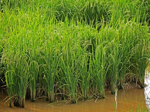 Rice Field, Kamboçya 'daki Seam Reap Eyaleti