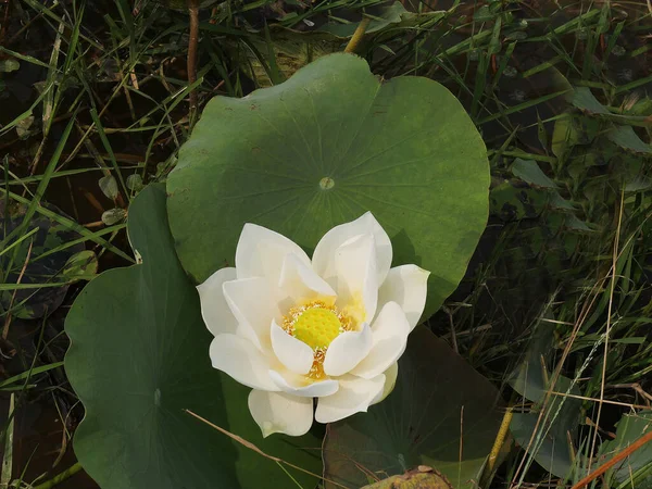 Sacred Lotus Nelumbo Nucifera Seam Reap Province Cambodia — Stock Photo, Image