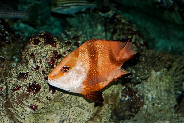 Ryby Mořském Akváriu — Stock fotografie