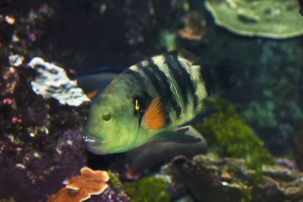 Ryby Akwarium Morskim — Zdjęcie stockowe