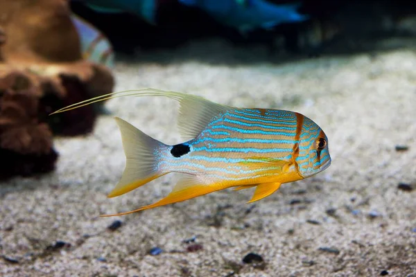 Риба Акваріумі — стокове фото